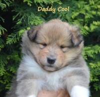 Daddy Cool1